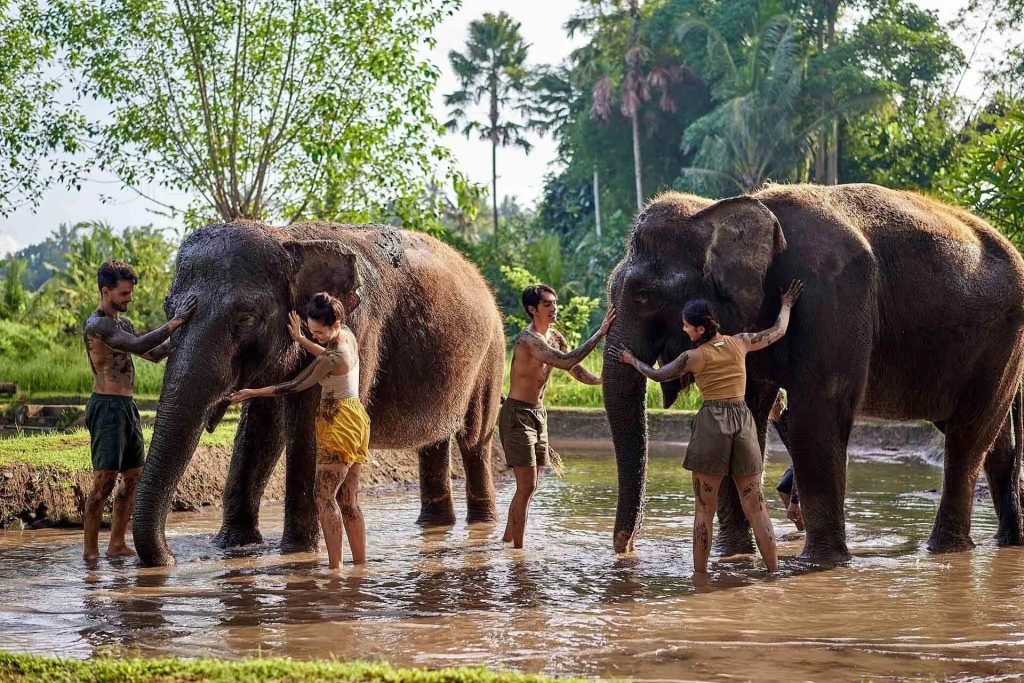 Keseruan Bermain Lumpur Gajah di Kebun Binatang Bali: Tips Orang Dalam dan Petualangan Unik- Aktivitas 2