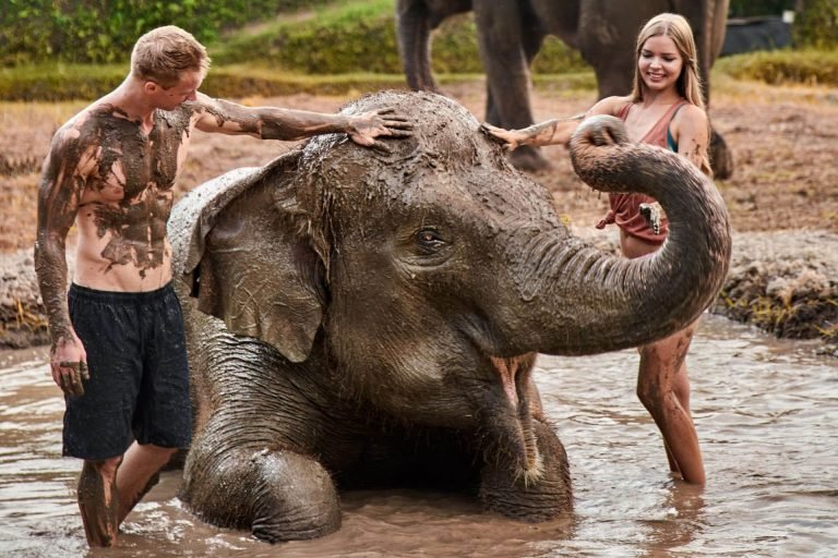 Keseruan Bermain Lumpur Gajah di Kebun Binatang Bali: Tips Orang Dalam dan Petualangan Unik- Aktivitas