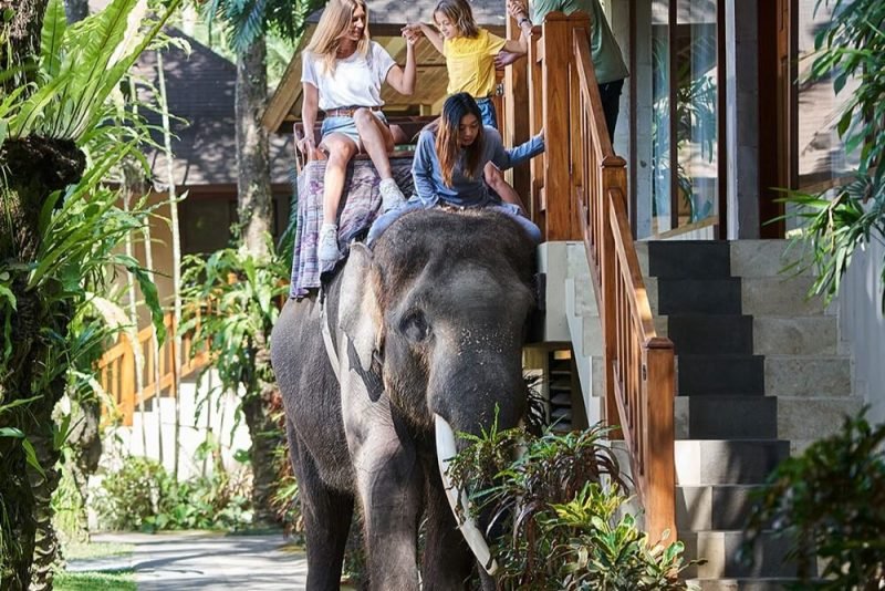 Mason Elephant Park: Family Fun and Learning in Bali- Activities with Elephant 2